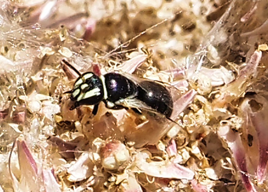Maskenbiene