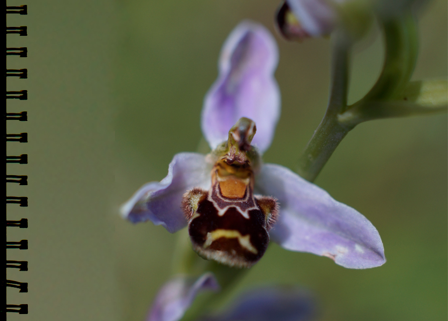 Bienenragwurz