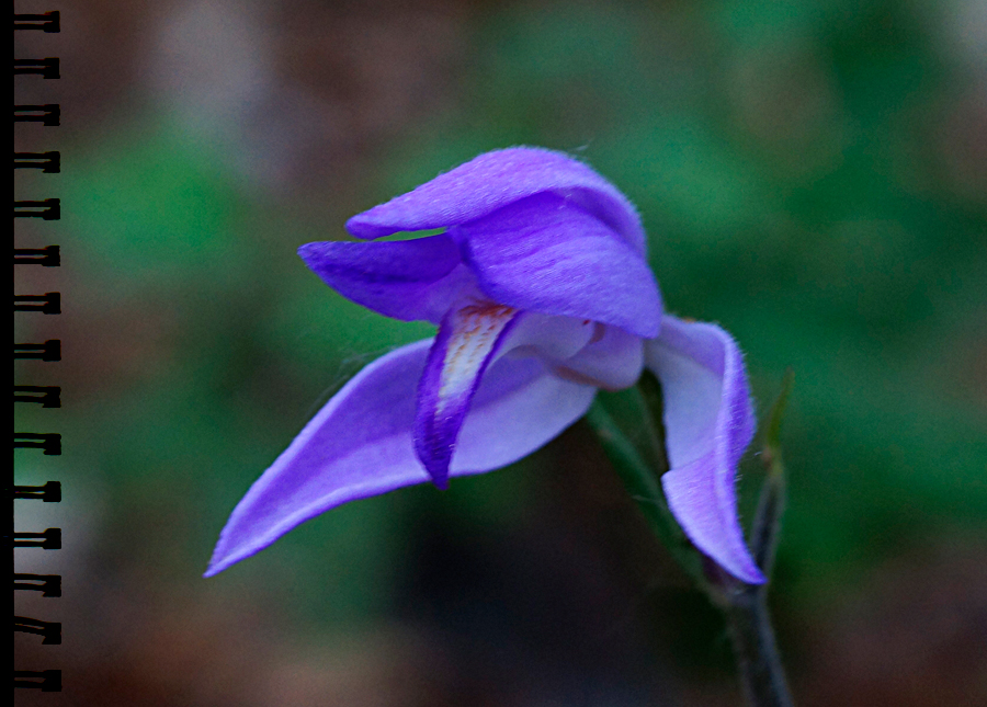 Blaues Waldvögelein