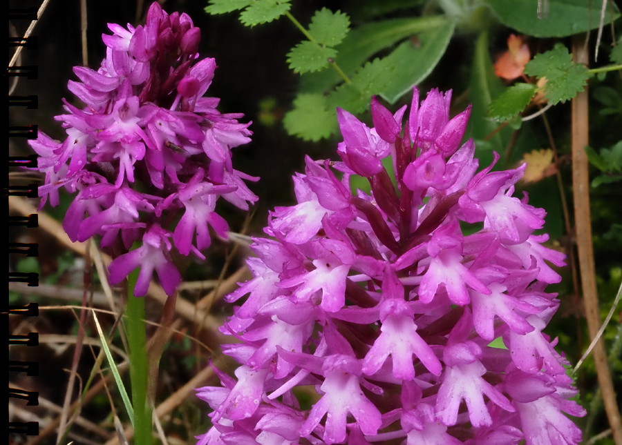 Pyramidenorchis