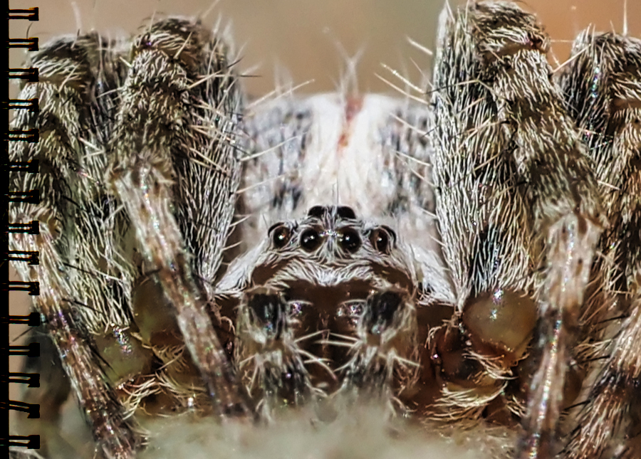 Opuntienspinne