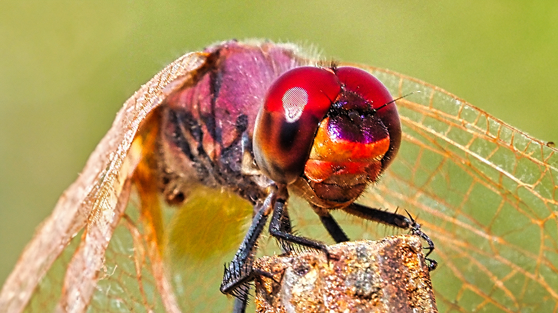 Heidelibelle