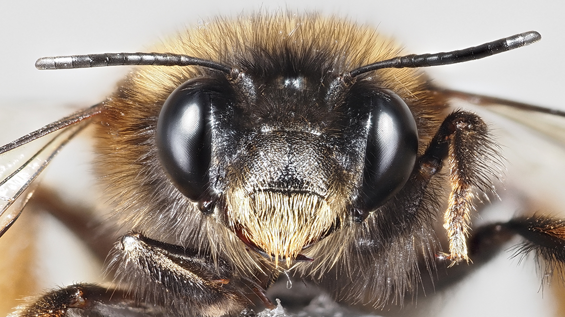 Hummel