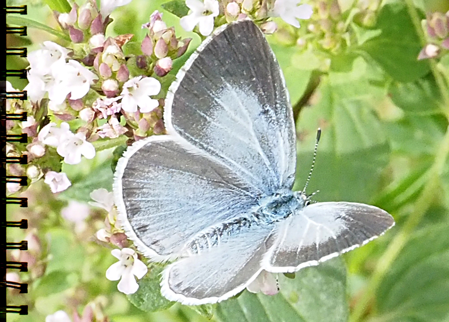 Gartenbläuling