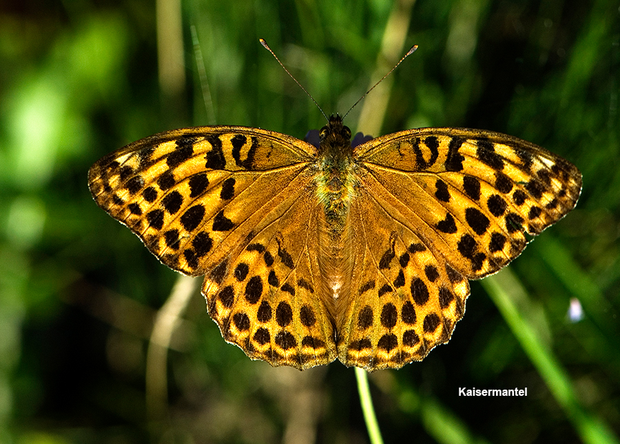 Kaisermantel ♂ 