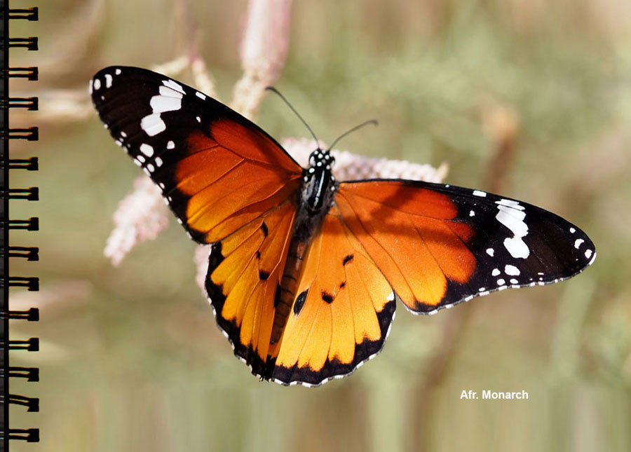 Afr. Monarch