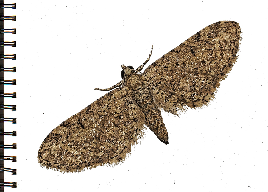 Eupitetia