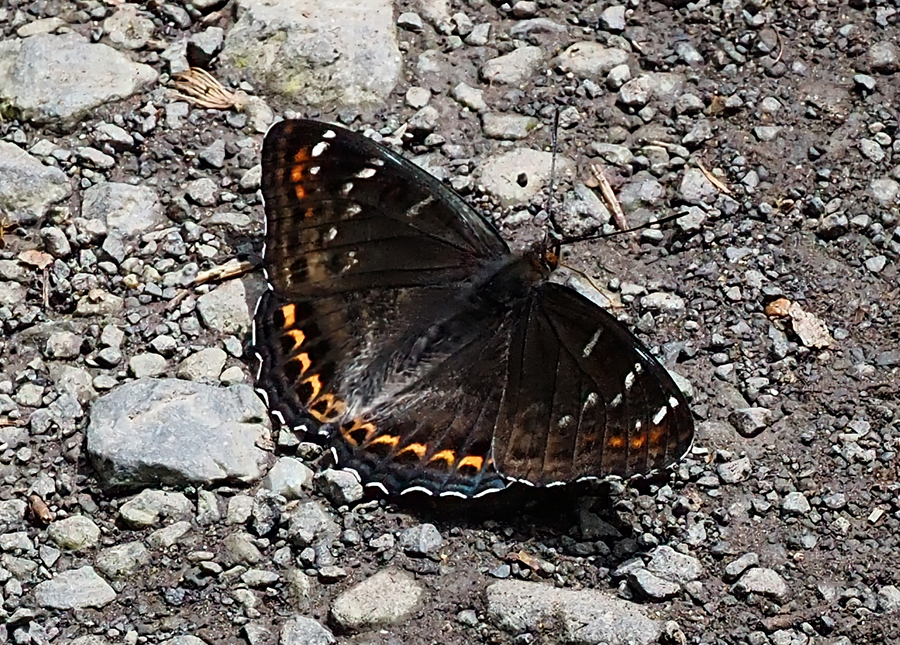Gr. Eisvogel