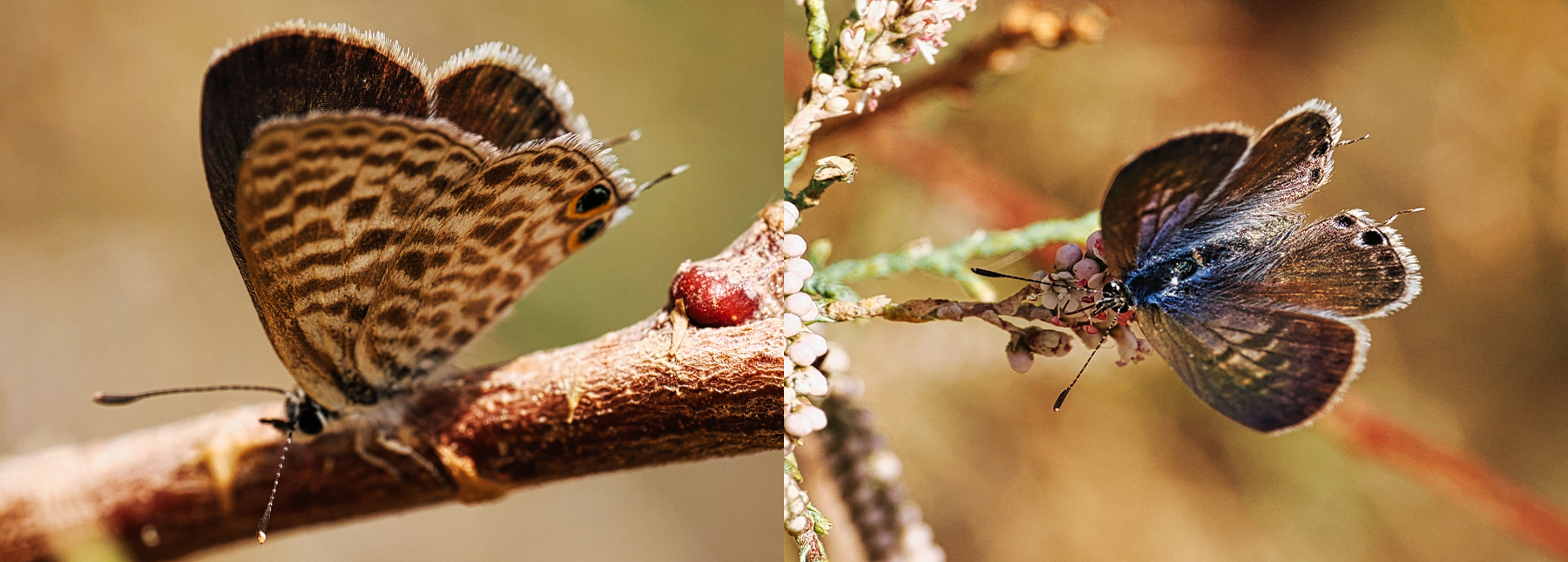 Kleiner Wanderbläuling