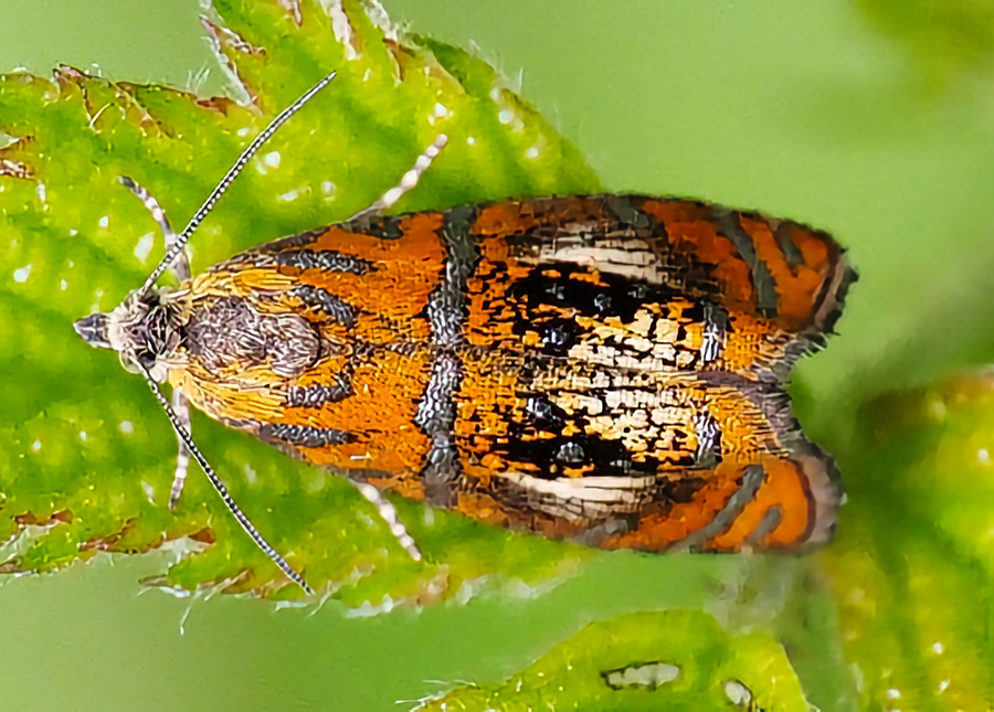 Prachtwickler