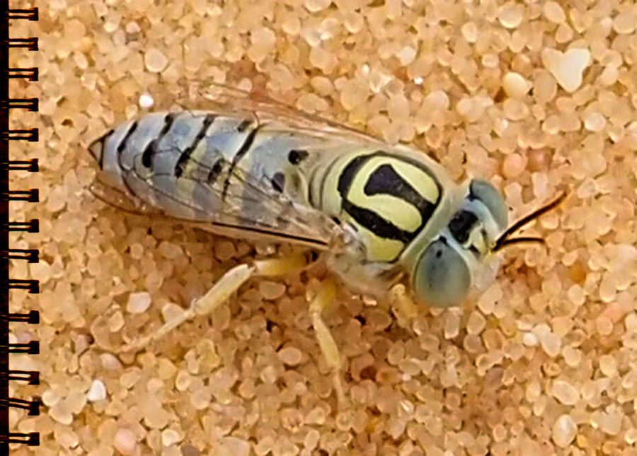 Bembix