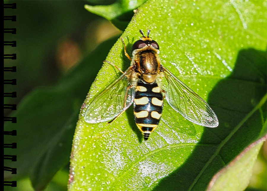 GemFeldschwebfliege
