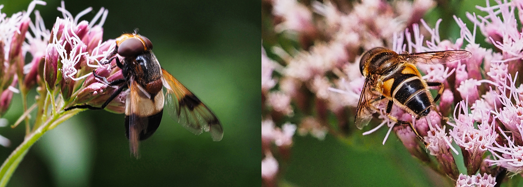 GemWaldschwebfliege