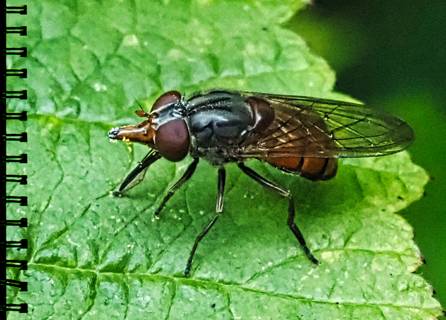 GemSchnabelschwebfliege