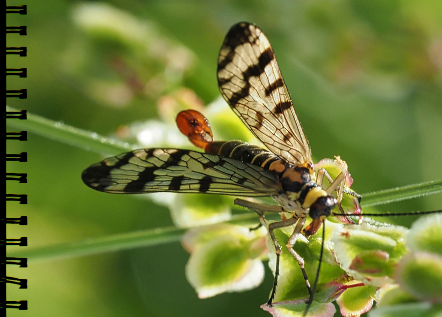 GemScorpionsfliege
