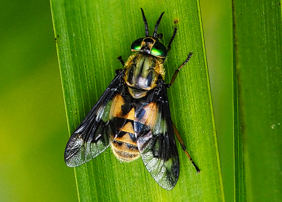 Goldaugenbremse