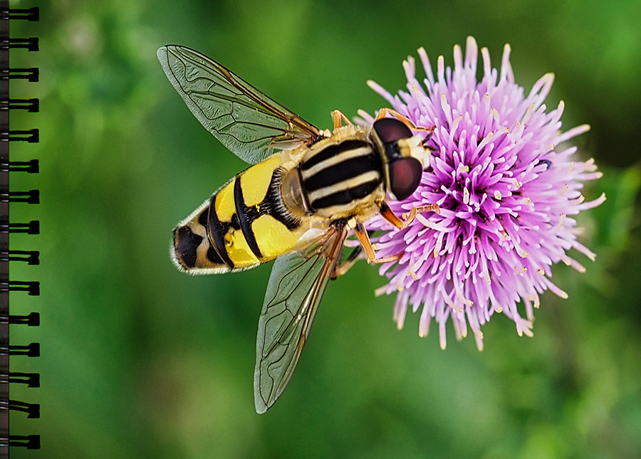 GrSumpfschwebfliege