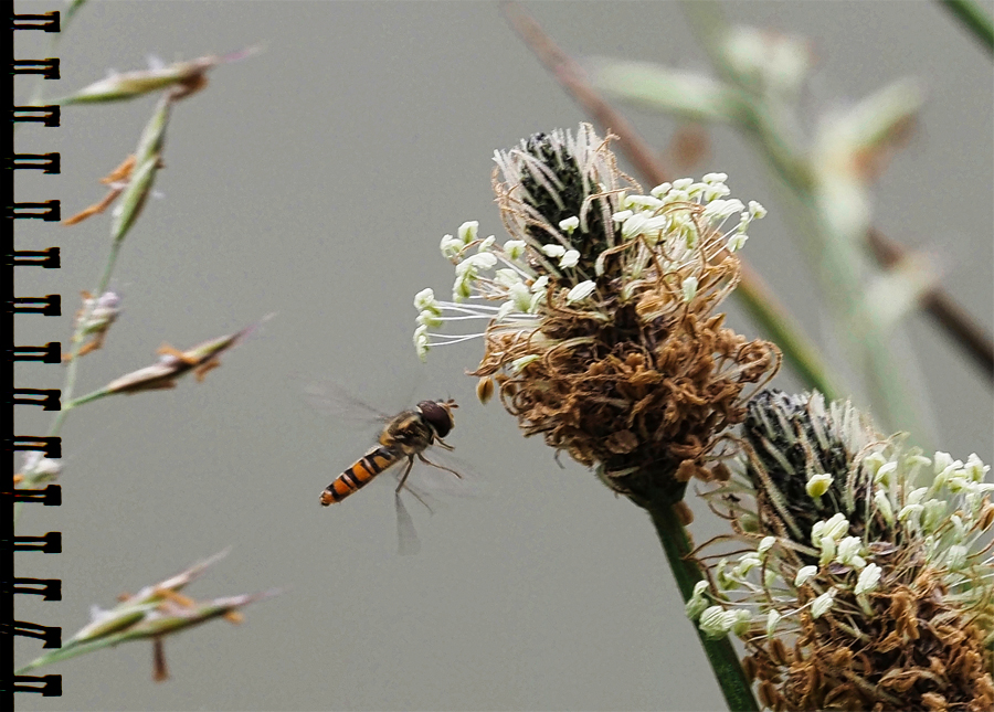 Hainschwebfliege