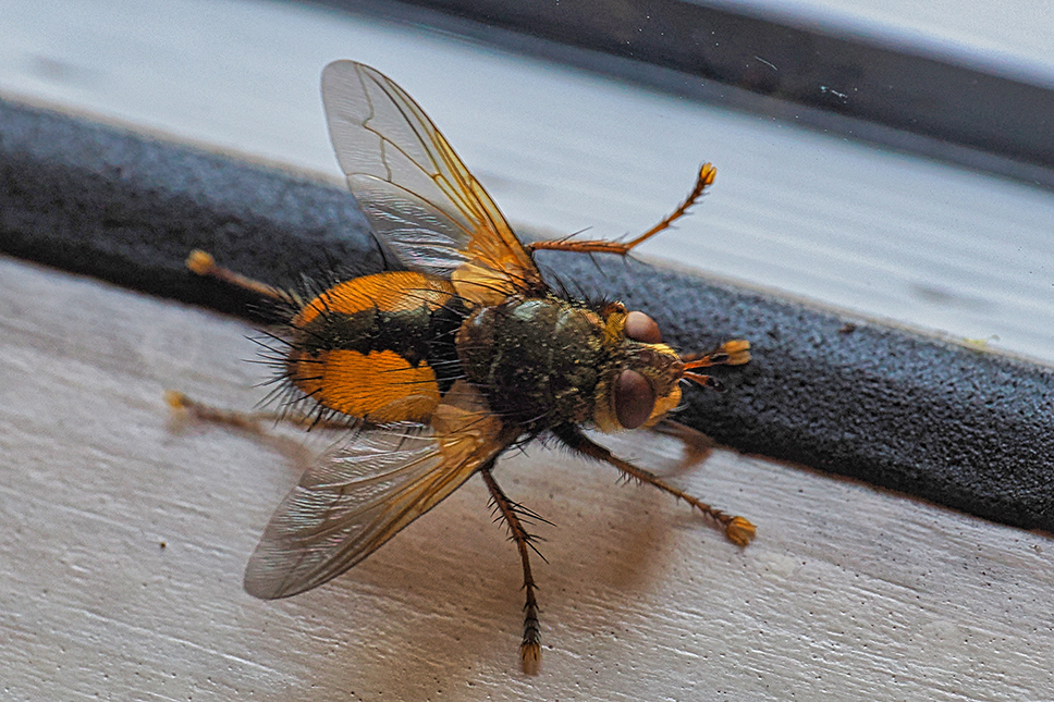Igelfliege