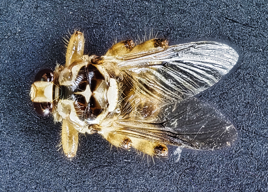 Pferdelausfliege