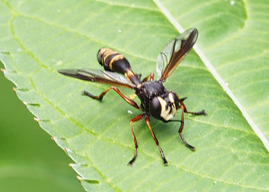 Physocephala