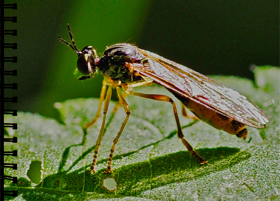 Raubfliege