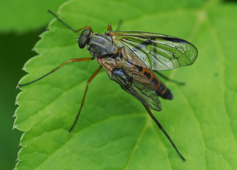 Schwarzfüßige Schnepfenfliege