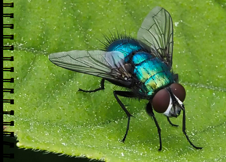 SchwarzblaueSchmeissfliege