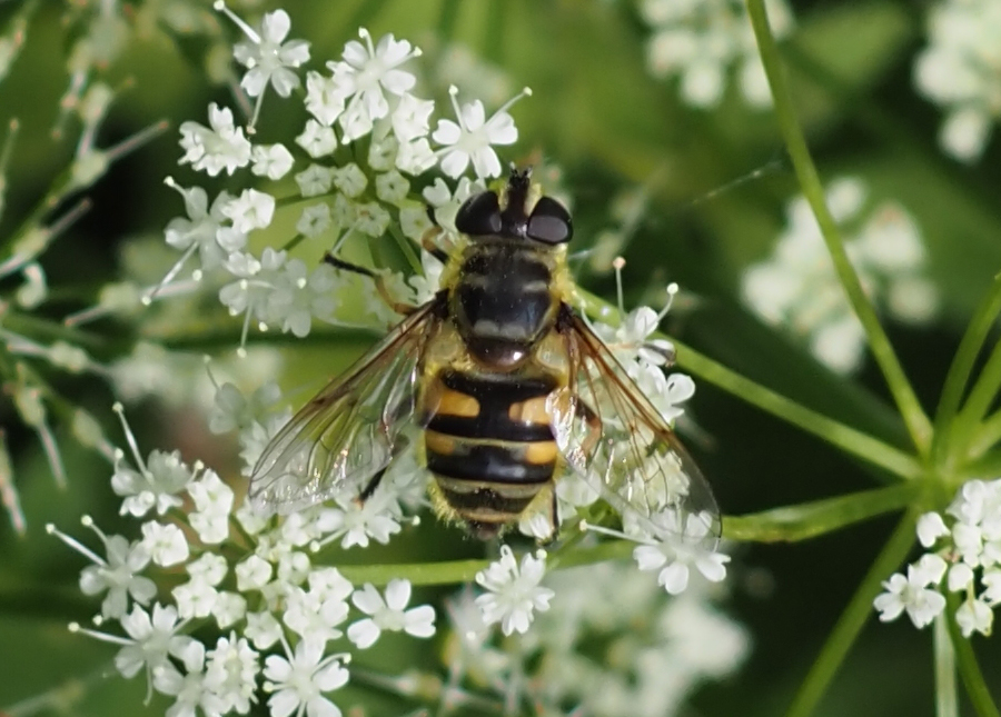 TotenkopfSchwebfliege