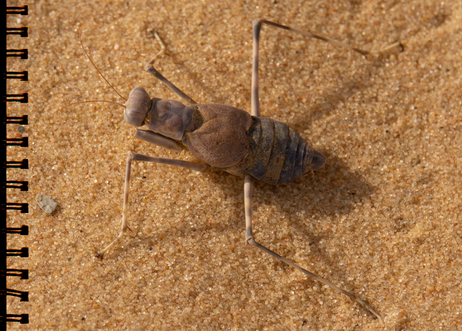 DesertMantis