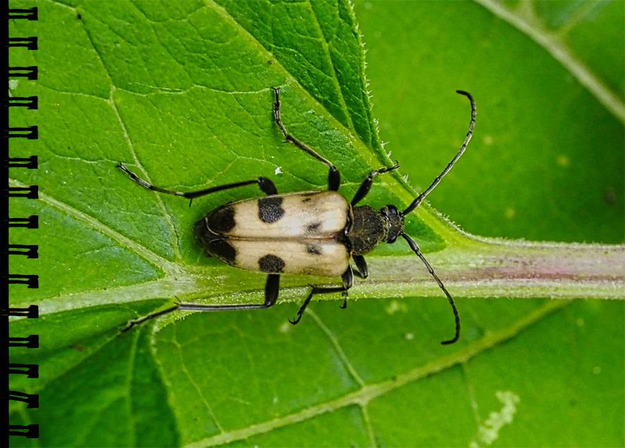 Bockkäfer