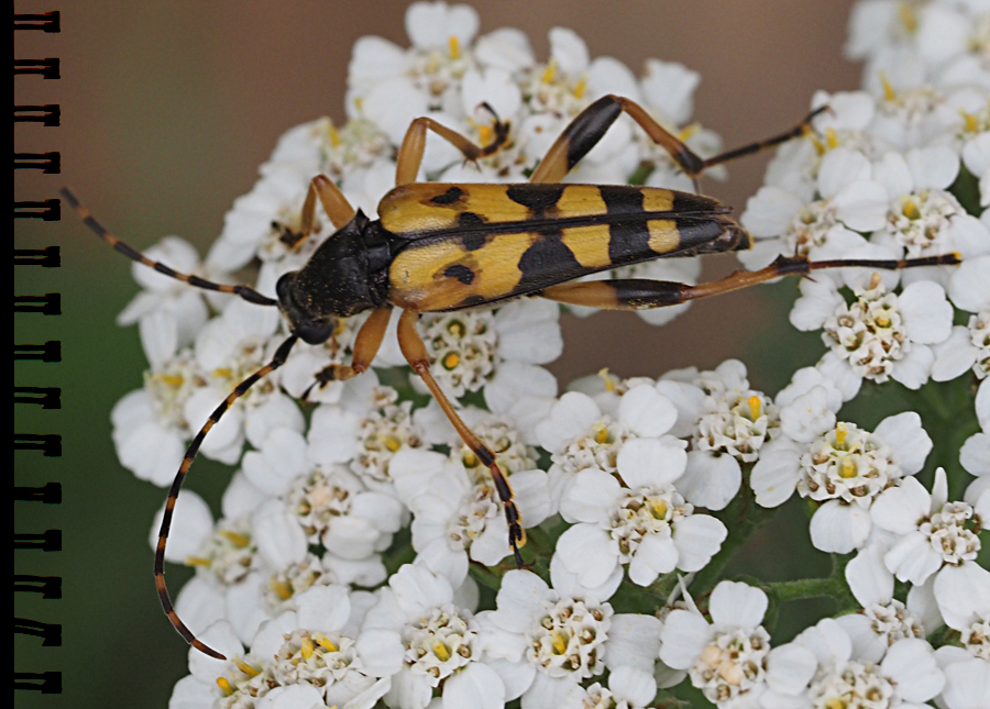 Gefleckter Schmalbock