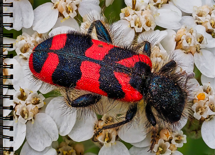 Bienenkäfer
