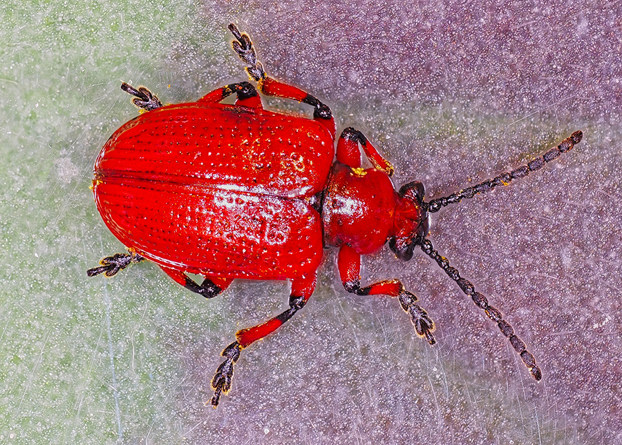 Maiglöckchenhähnchen