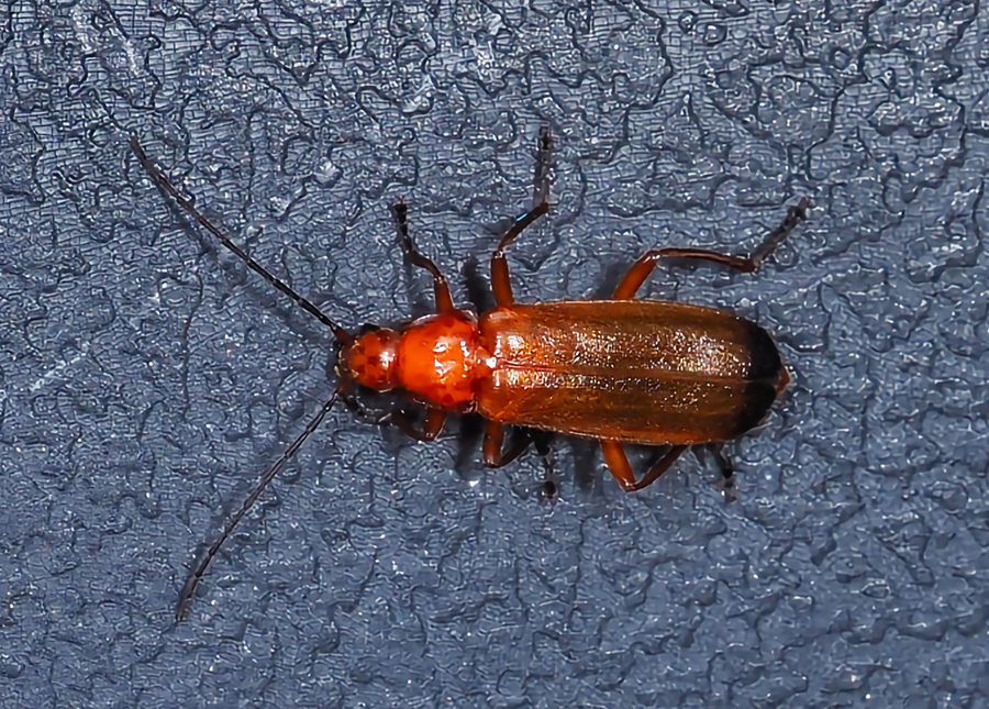 Roter Weichkäfer