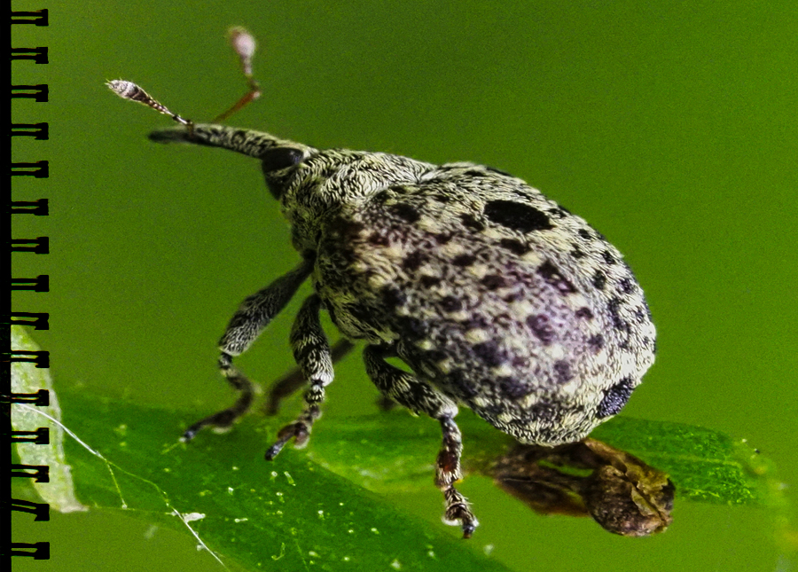 Gartenblattschaber