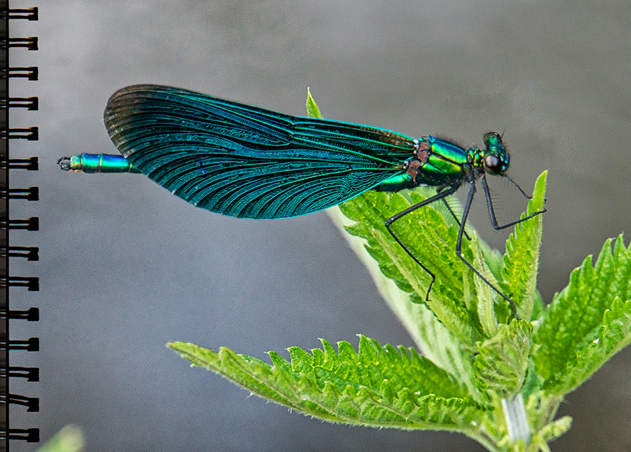 Prachtlibelle
