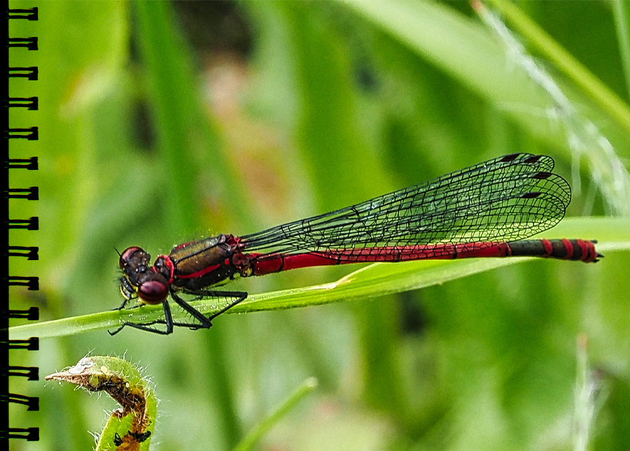Adonislibelle