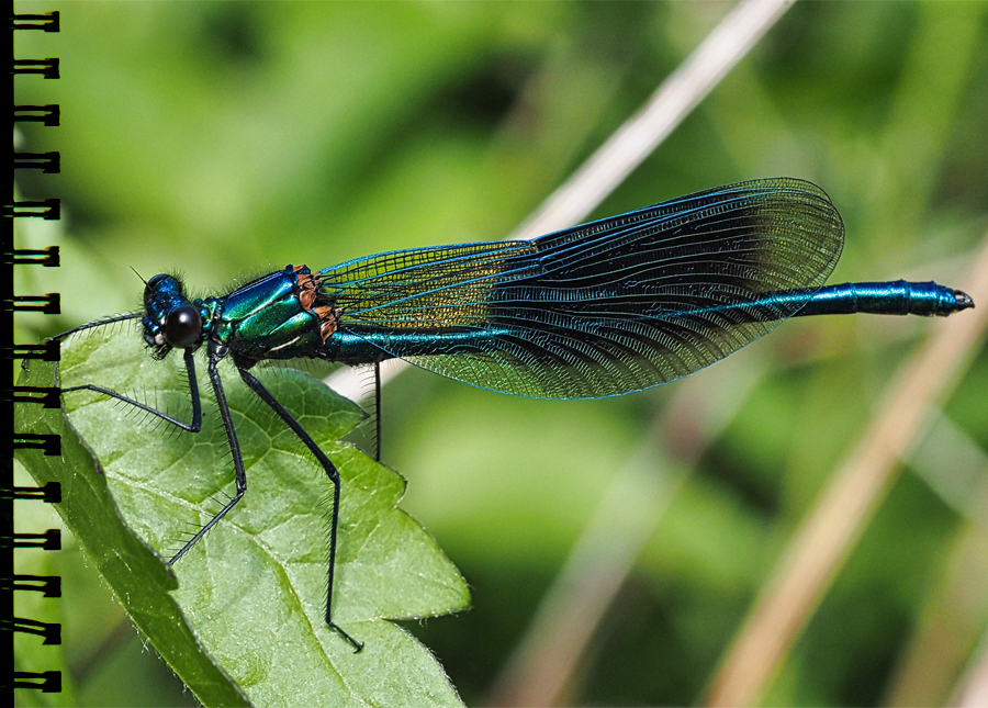Prachtlibelle