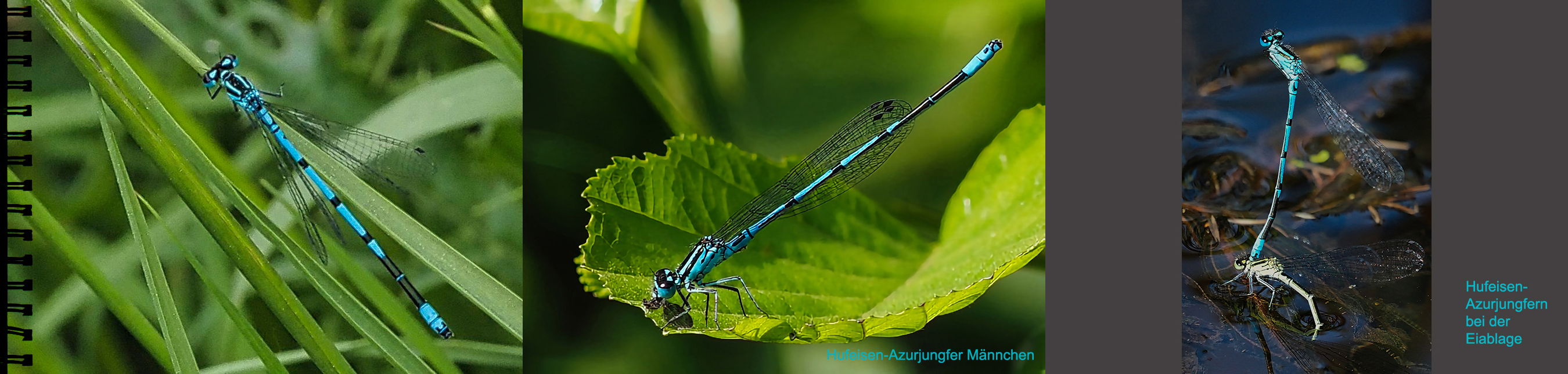 Azurjungfern &male &female