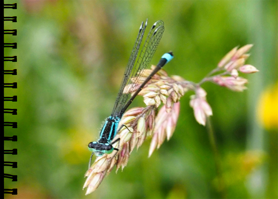 Pechlibelle