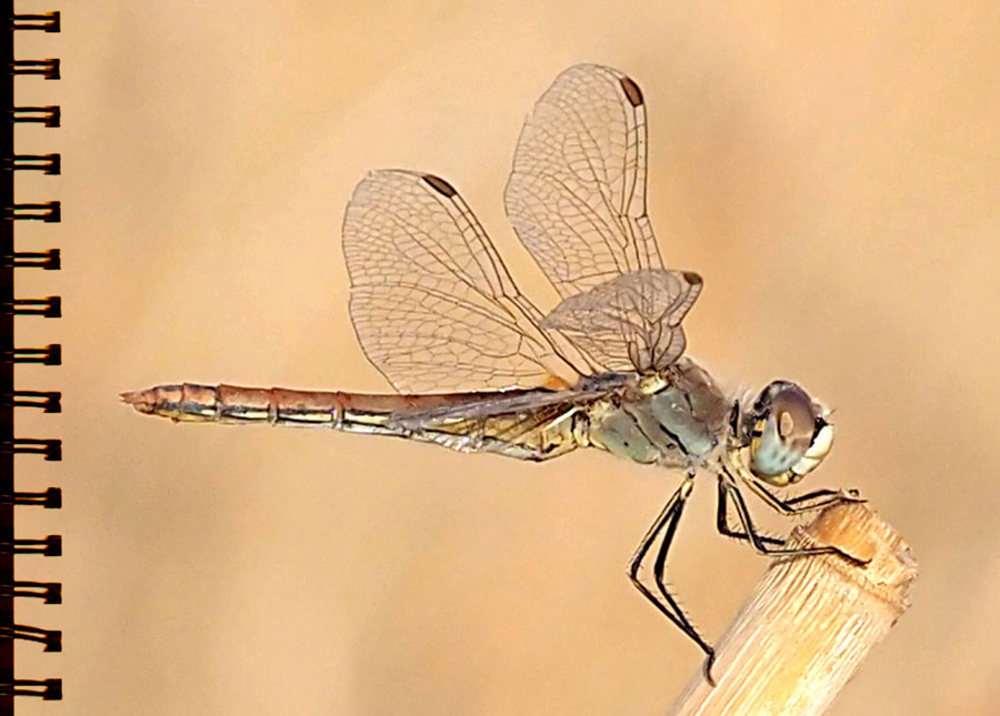 Schabrackenlibelle