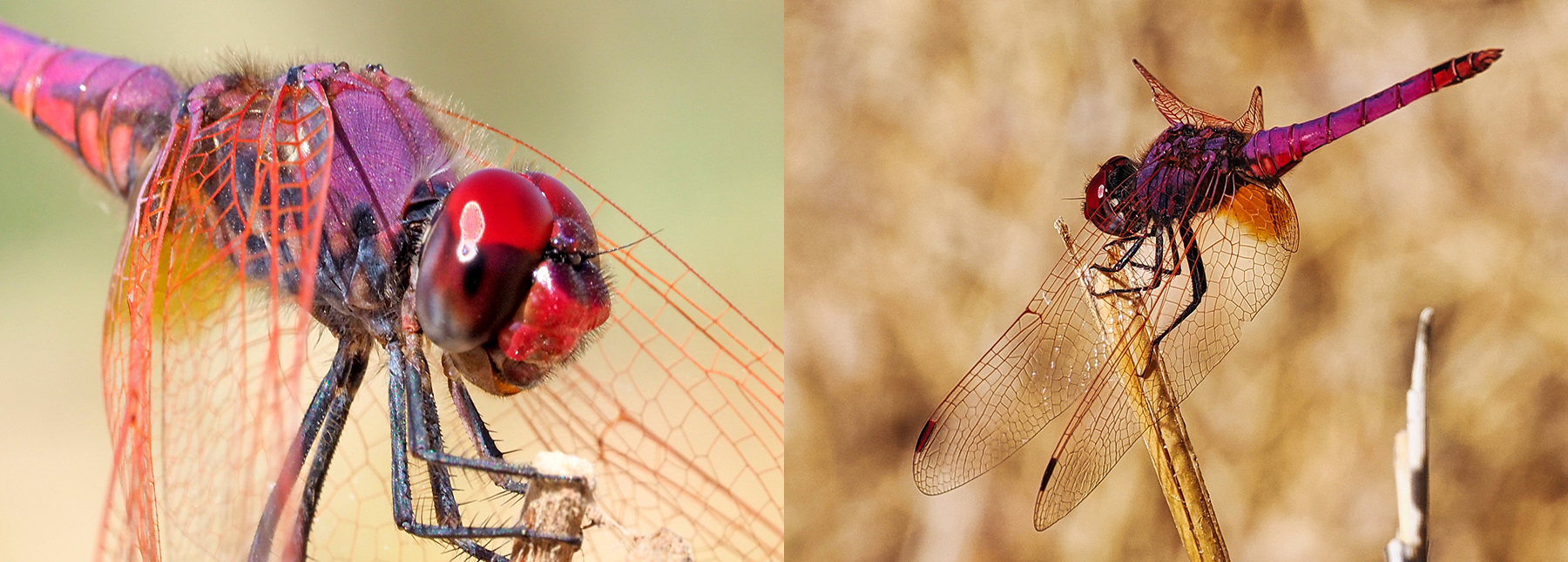 Violetter  Sonnenzeiger