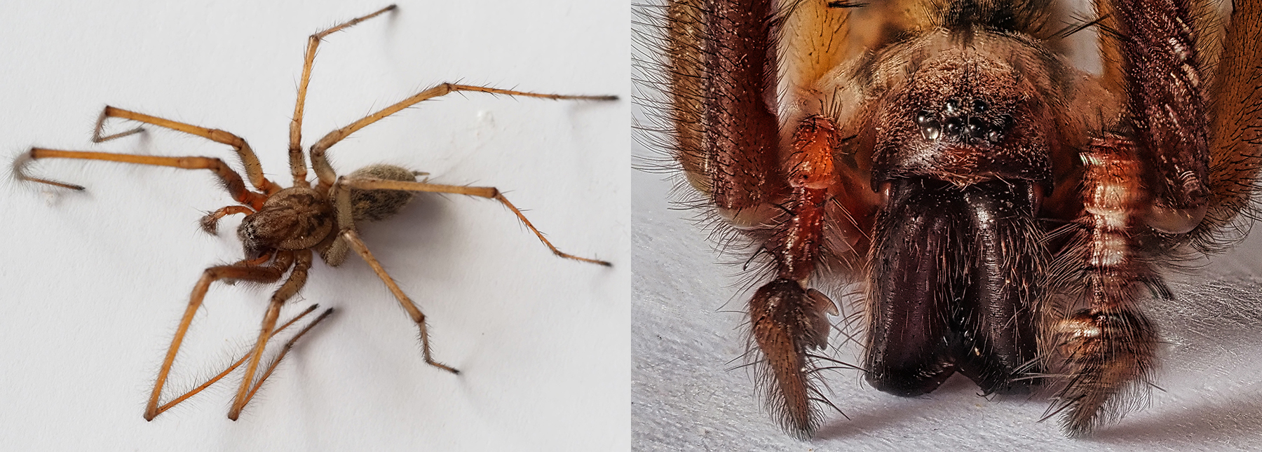 Hauswinkelspinne