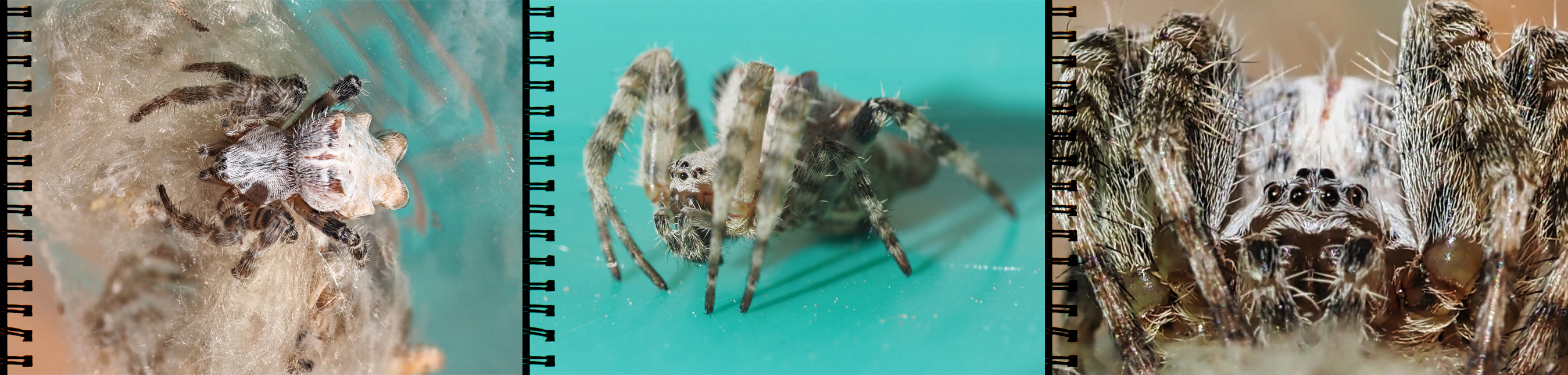 Opuntienspinne