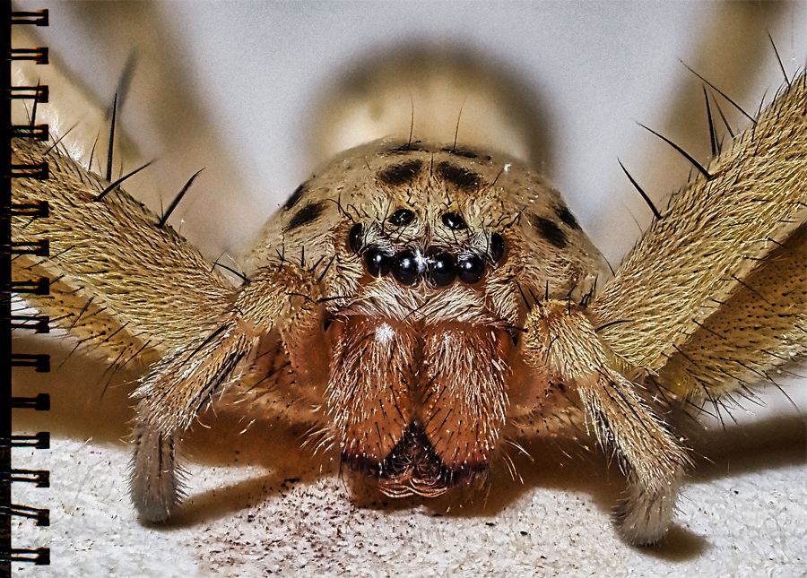 Spinne
