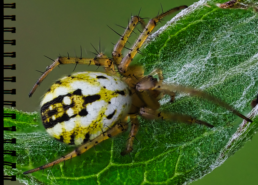 Streifenkreuzspinne