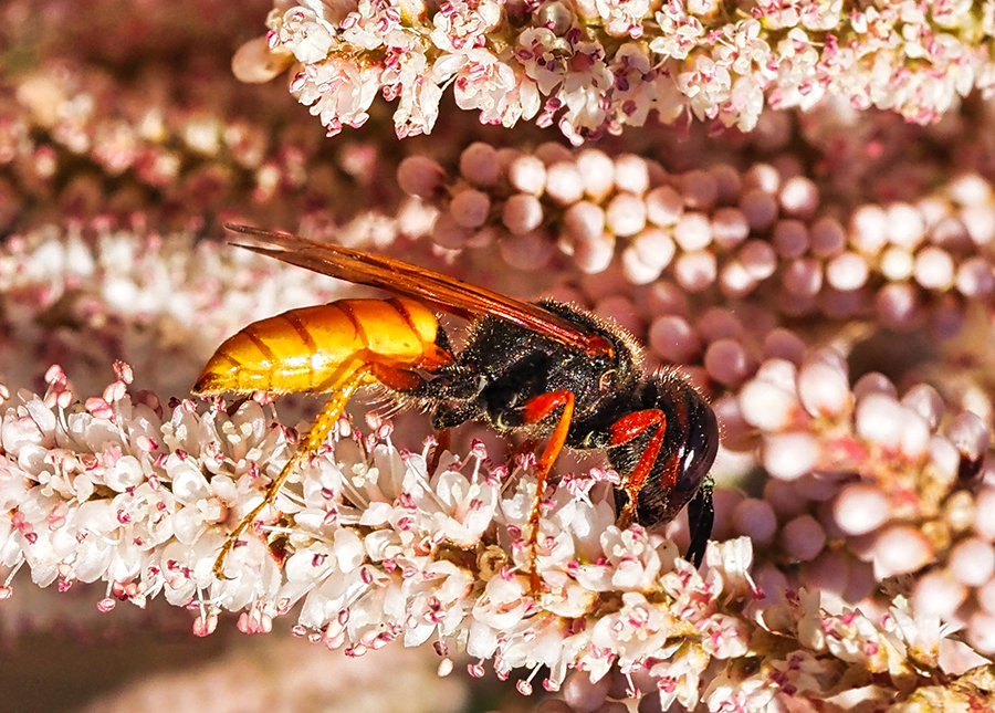 Bienenwolf