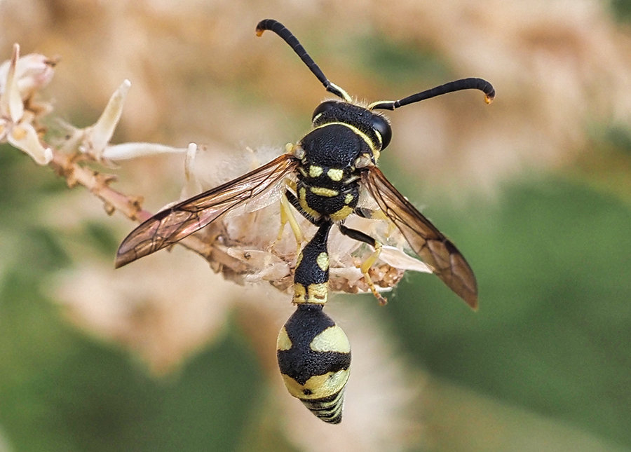 Eumenes spec.