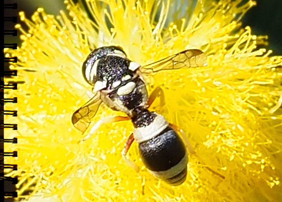 Faltenwespe